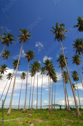 Tropical beach with tall coconut tree