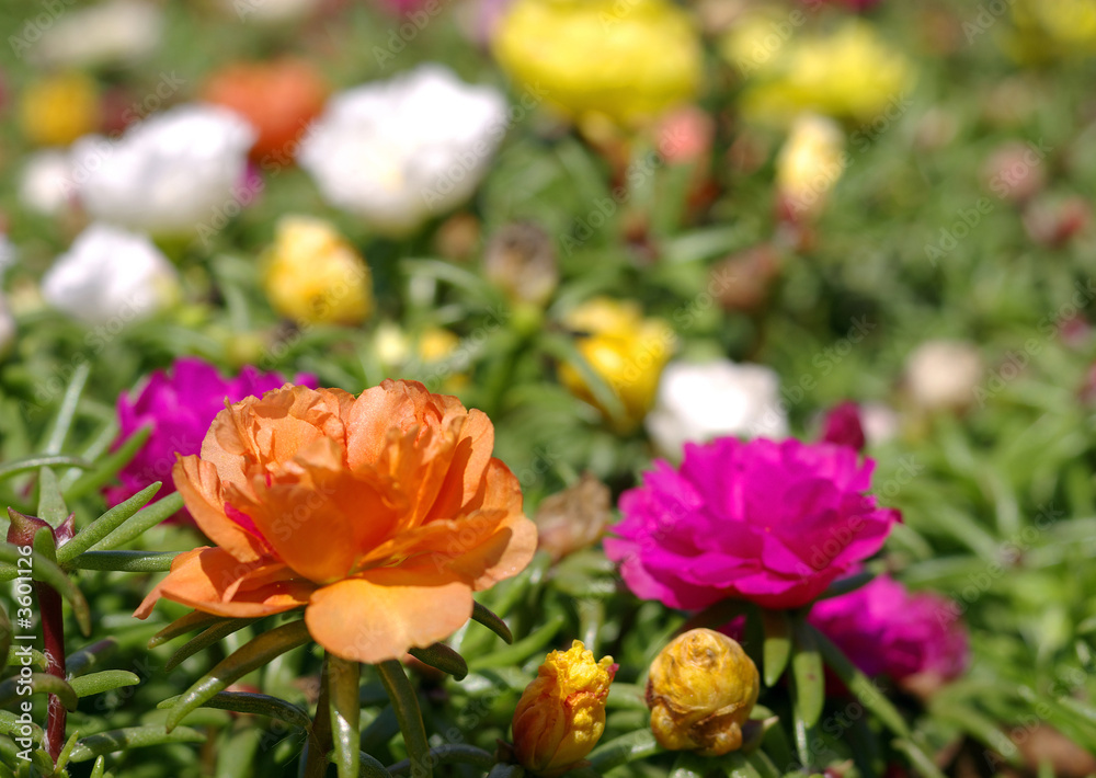 Summer,garden - flowers. Summer,garden - flowers.
