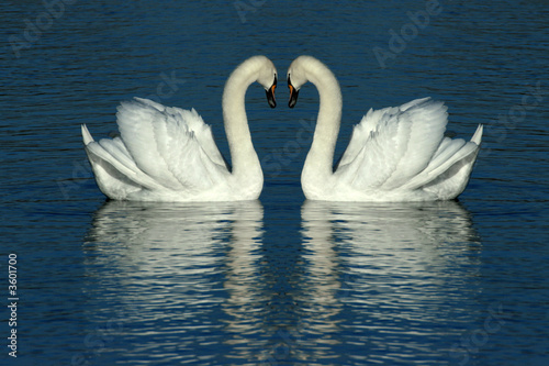 COUPLE DE CYGNES TUBERCULES   ( CYGNUS OLOR ).