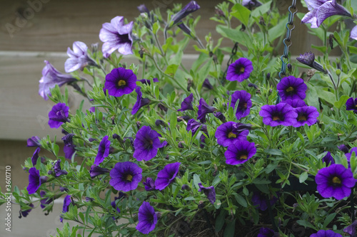 Detail of hanging basket