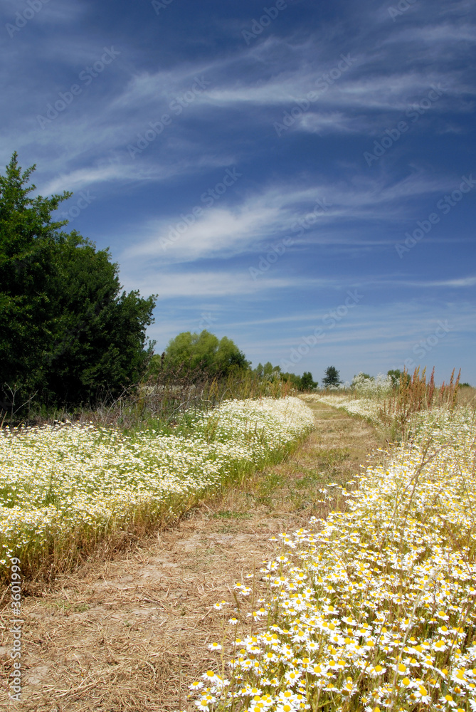 Walking Nature Trail Bordered By White, Wild Summer Daisies