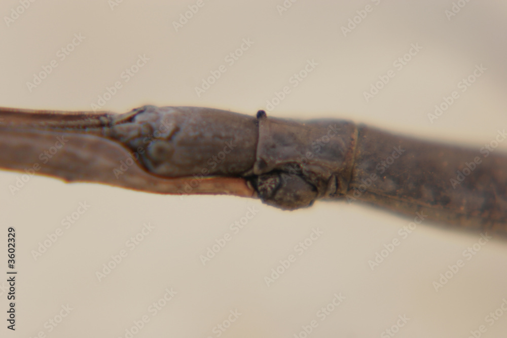 Fototapeta premium Stick Insect
