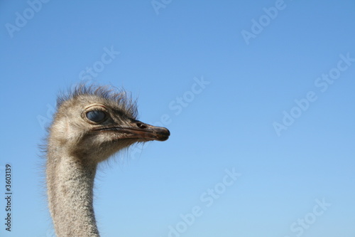 Blind eyed Ostrich in the wild nature