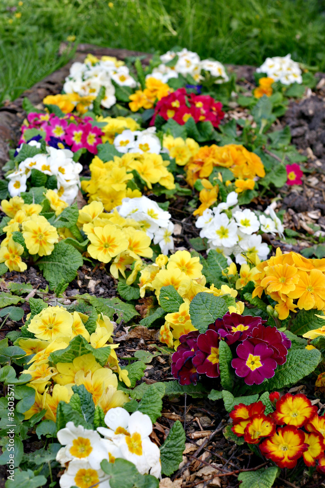 Colorful primroses (selective focus on the front)