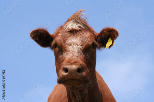 brown cow head shot © Stephen Finn