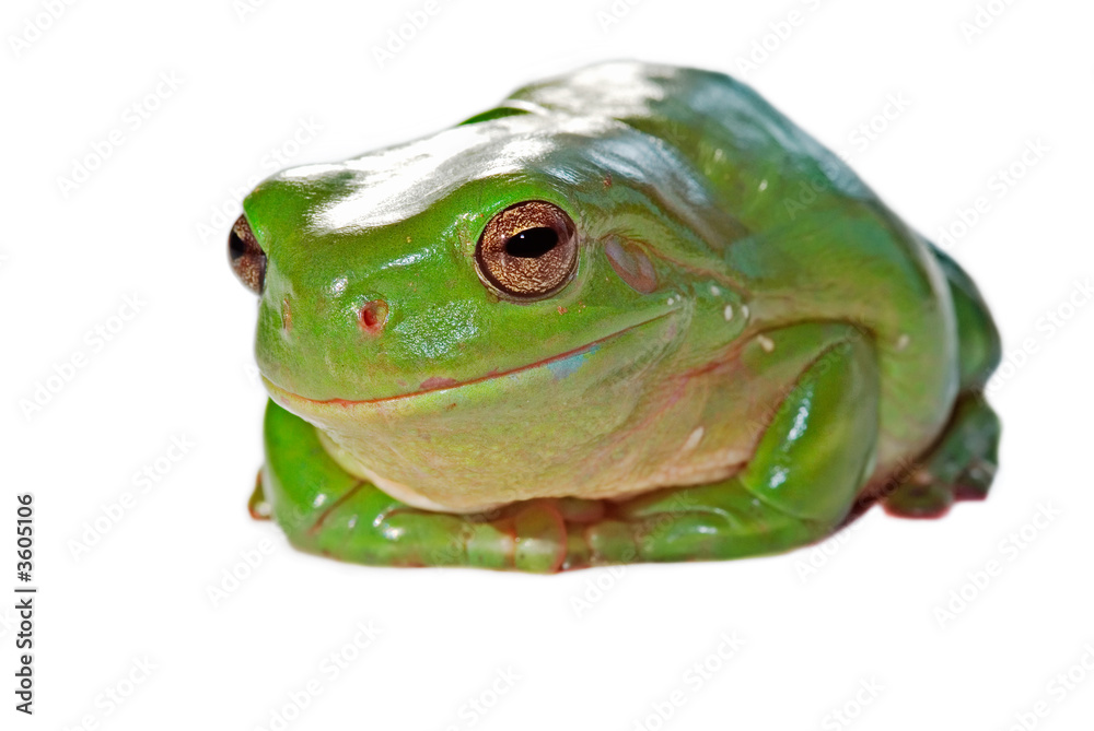Naklejka premium a green tree frog (litoria caerula) on a white background