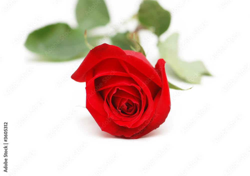 Red rose isolated on the white background Red rose isolated on the white background