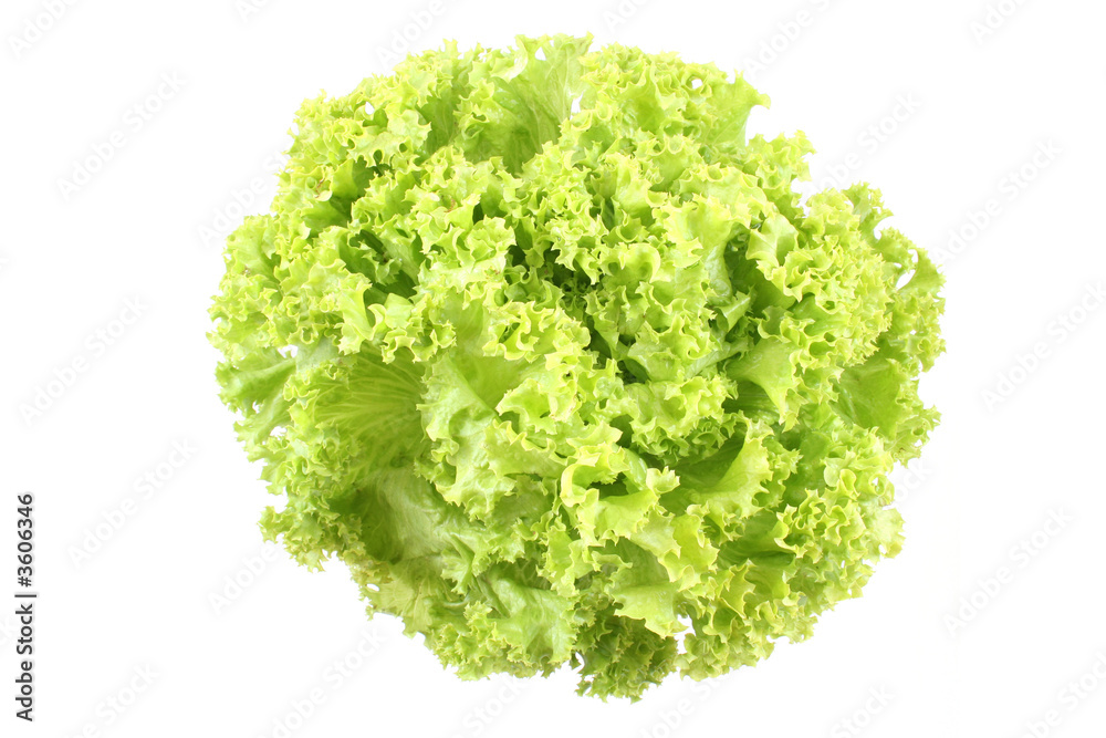 fresh lettuce - lollo bindo - isolated on white fresh lettuce - lollo bindo - isolated on white