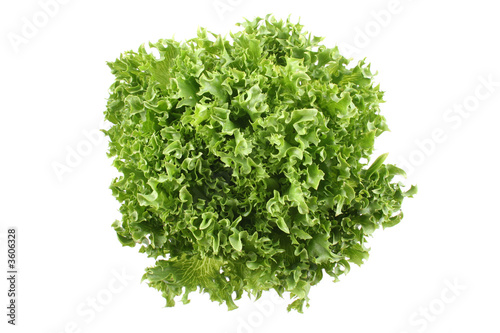 fresh lettuce - lollo bindo - isolated on white