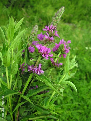 amarantine flower of loosestrife