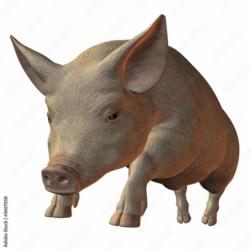 Schwein Schwein
