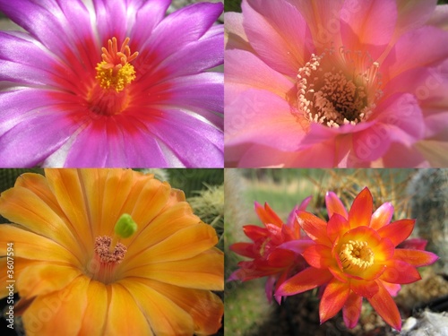 Vier Blüten - four flowers