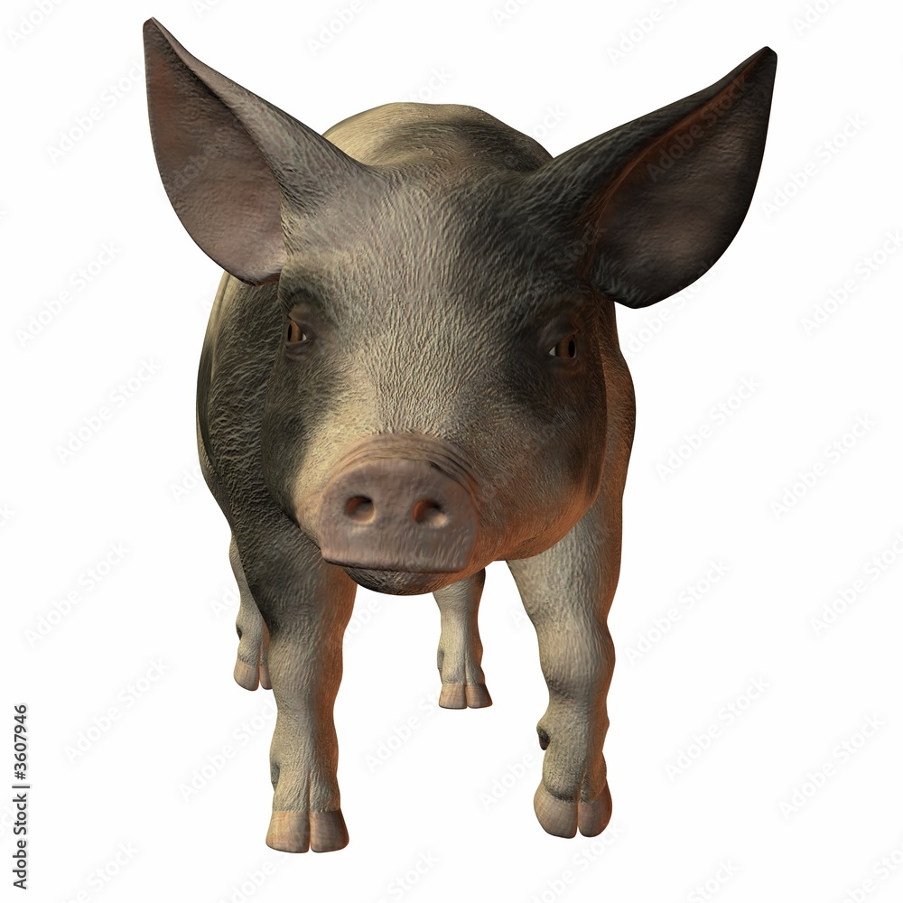 Fototapeta premium Schwein