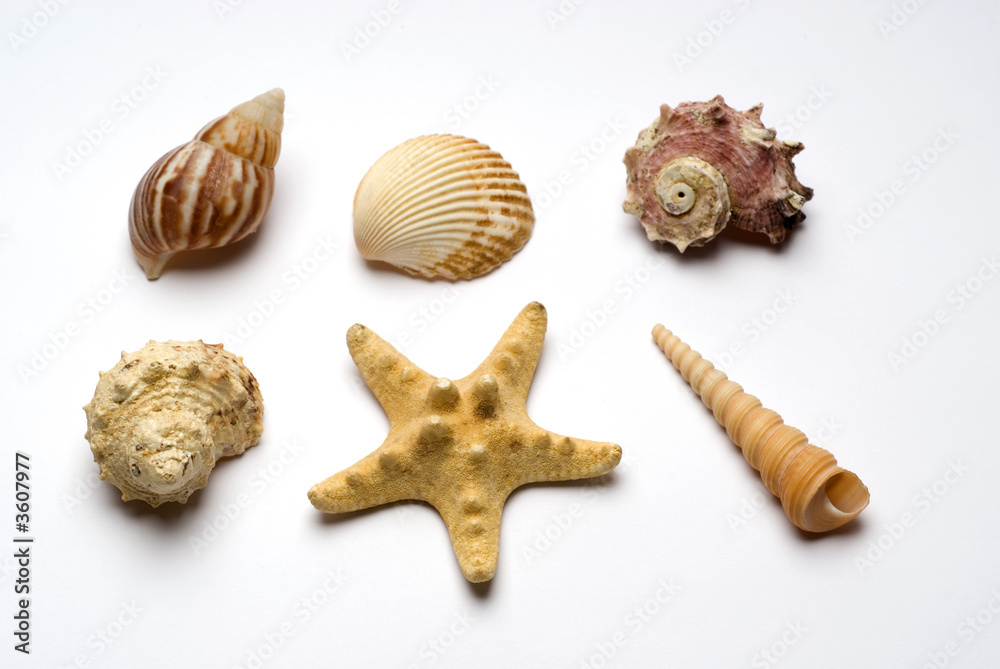 Starfish and sea design elements Starfish and sea design elements