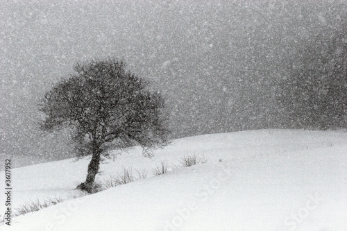 CHUTE DE NEIGE ..