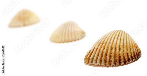 Line of sea shells isolated on white background