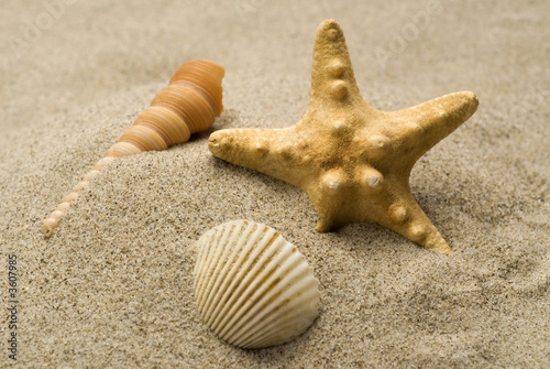 Grouping of shells with starfish