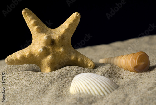 Grouping of shells with starfish
