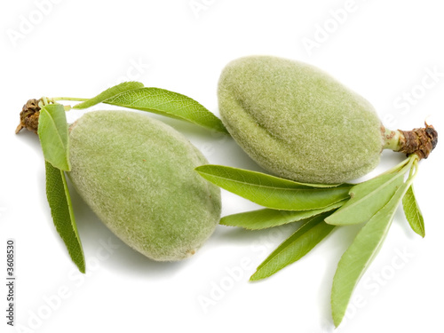 Two young almond nuts on a white background isolated
