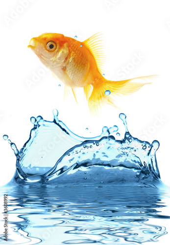 The gold small fish jumps out of water