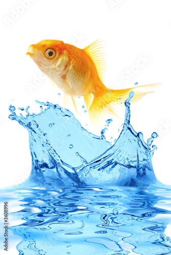 The gold small fish jumps out of water