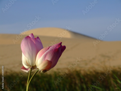 Fleurs de Lotus dans un desert...