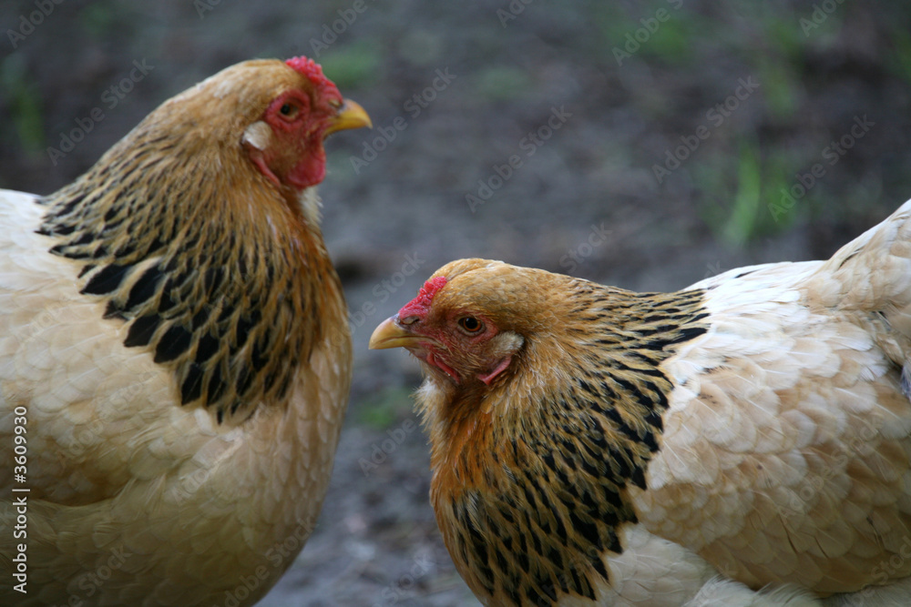 Naklejka premium Hühner