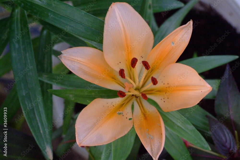 Fototapeta premium fleur, vietnam