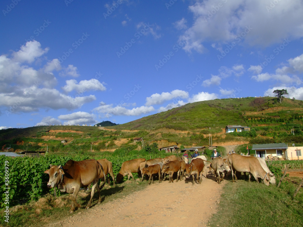 Obraz premium Paysage de montagne, Vietnamv
