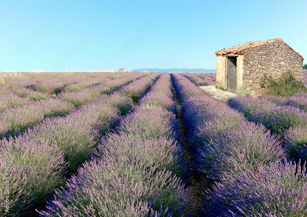 Fotografie Champs de lavandes et cabanon