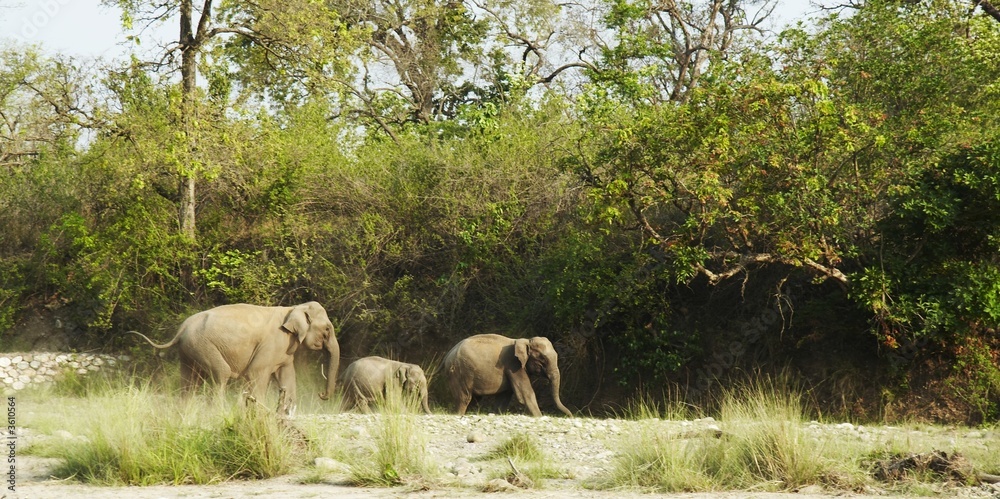 Fototapeta premium Elephants
