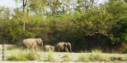 Elephants