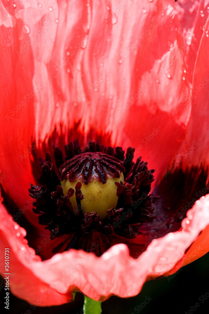 Naklejka premium Poppy flower