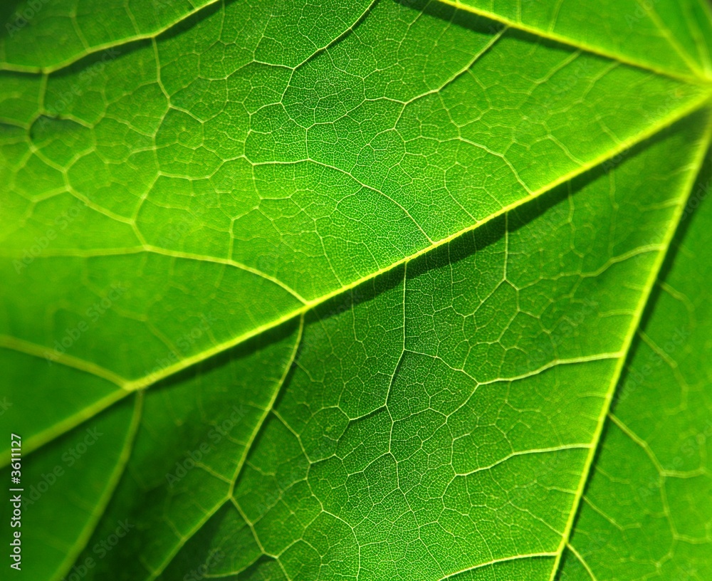 horticulture horticulture