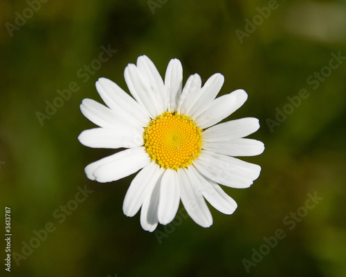 white beautiful chamomile in the green background