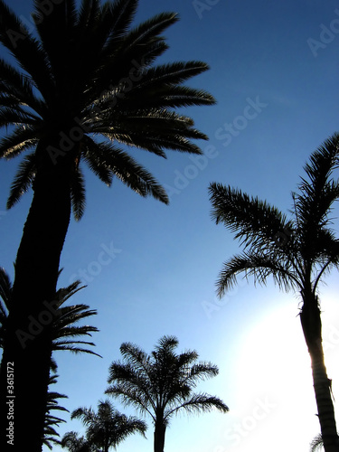 Silhouetted image of a row of palm trees