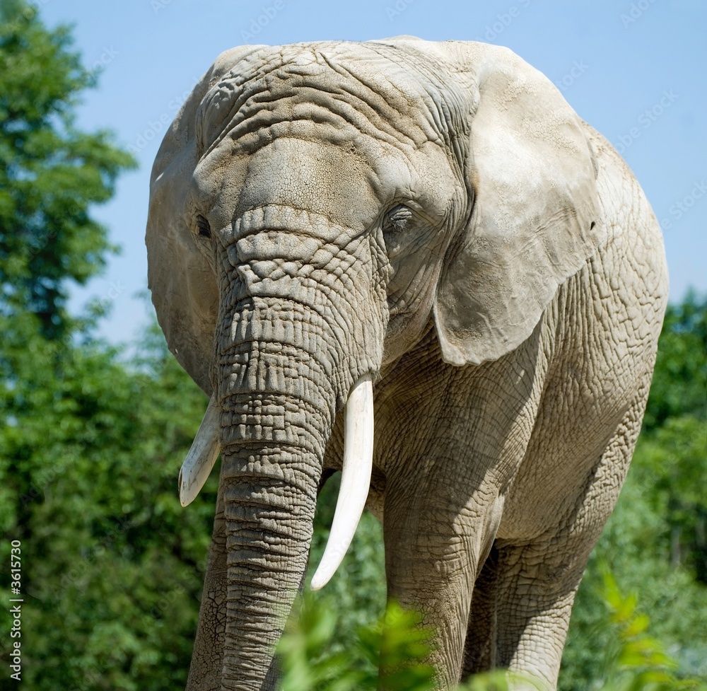 Fototapeta premium Elephant at the Toronto Zoo, Toronto, Canada.