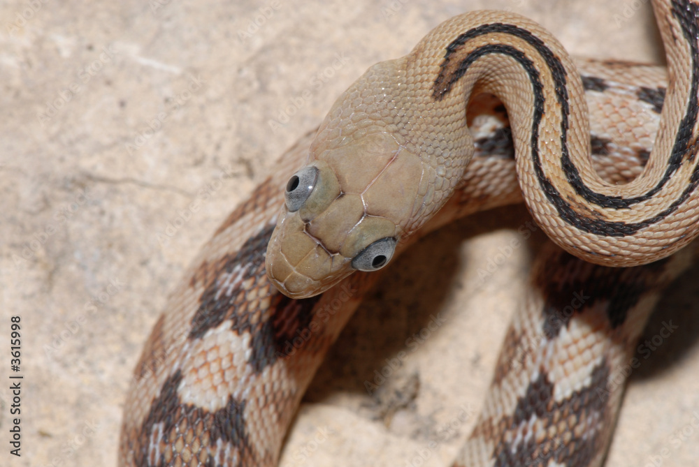 Fototapeta premium A trans pecos ratsnake photographed directly above it's head.