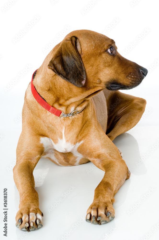 A big dog looking to the side lying on white background