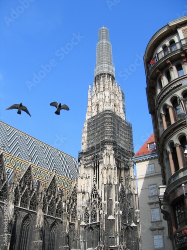 Stephansdom und Tauben, Wien (Vienna)