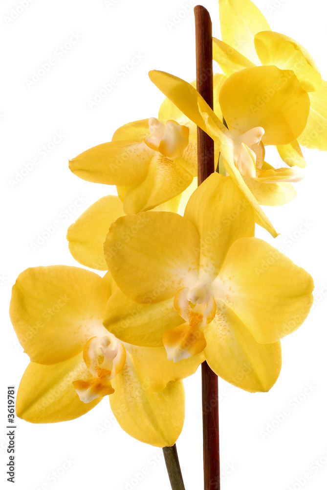 Obraz premium Orchid