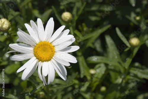 Camomile with drops of morning dew 