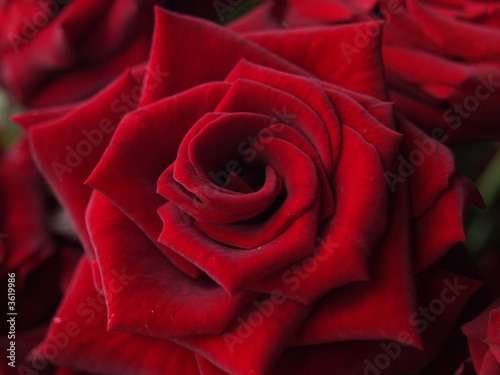 Bloom of Red Rose