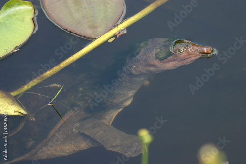 Soft Shell Turtle