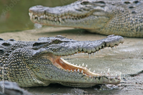 Crocodile jaws