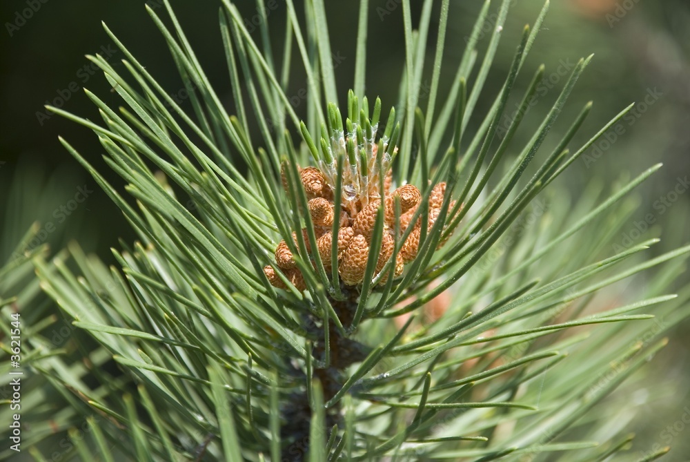 limb fir tree with drops of dew and young bine limb fir tree with drops of dew and young bine