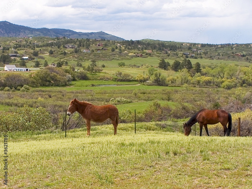 A pretty brown mule and horse in a small rural community 