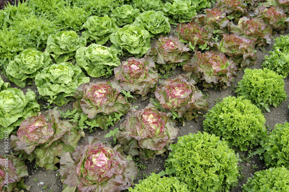 Lettuce rows in a vegetable garden Lettuce rows in a vegetable garden