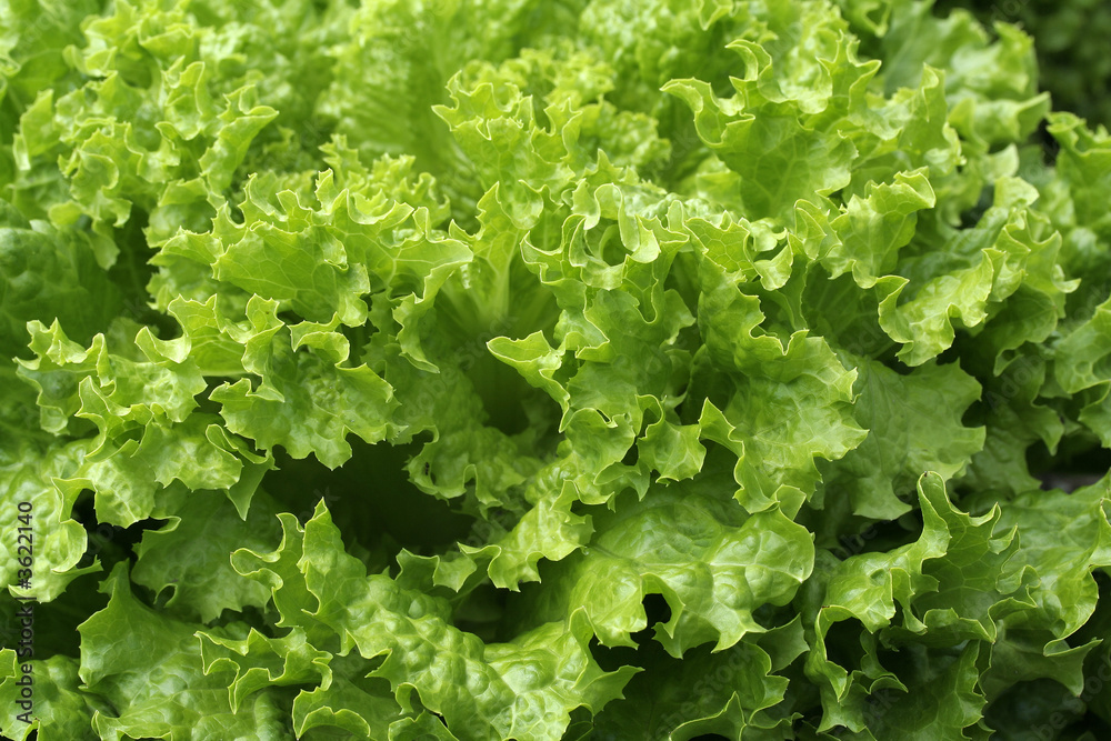 Fresh leaf lettuce close-up - in the garden Fresh leaf lettuce close-up - in the garden