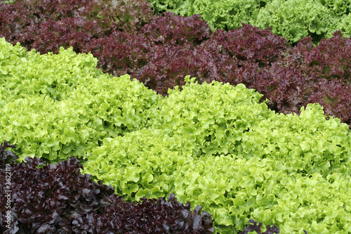 lettuce rows in a kitchen garden